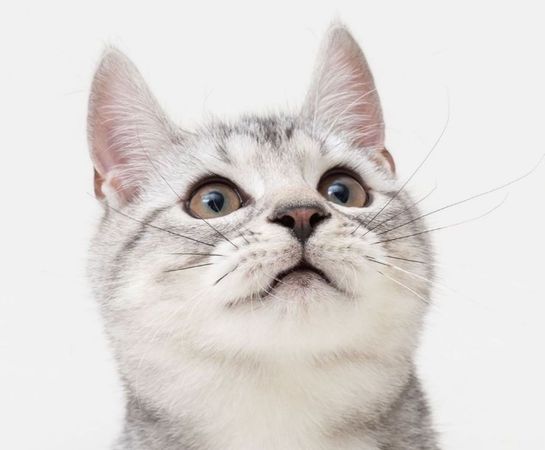 有網友好奇，為何生肖裡沒有現今最受歡迎的貓咪。（經授權，翻攝自luca_202188）