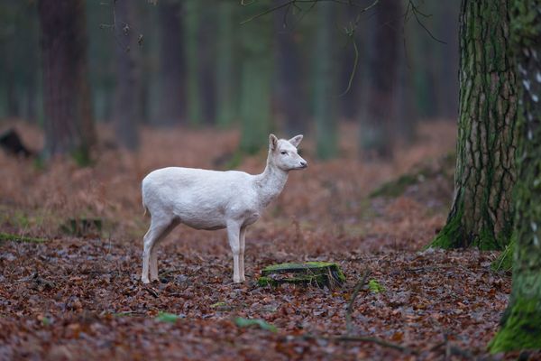 ▲▼白化鹿（albino deer）。（示意圖／達志影像／newscom）