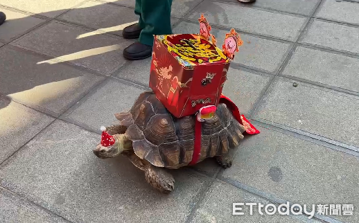 ▲來自桃園一對夫妻，帶著2隻陸龜南下行春旅遊，並在聖母廟埕「遛龜」，2隻陸龜打扮得「喜氣洋洋」，令來往遊客不禁駐足圍觀，小朋友更是好奇興奮。（圖／記者林東良翻攝，下同）