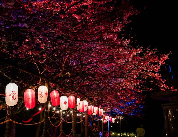 ▲淡水天元宮遊賞夜櫻 三芝、土城櫻花接力綻放。（圖／新北市景觀處提供）