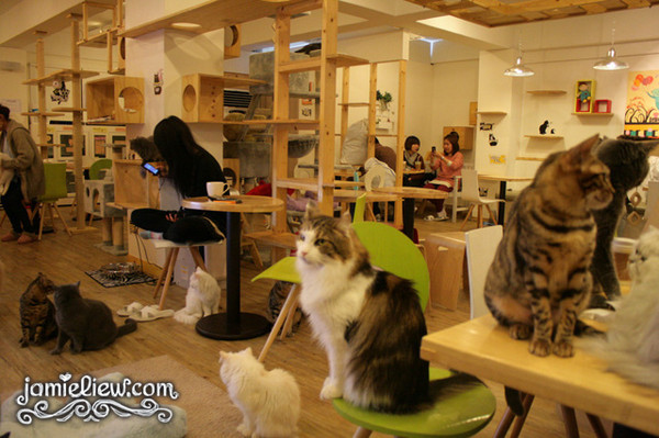 动物餐厅梦幻咖啡台图片