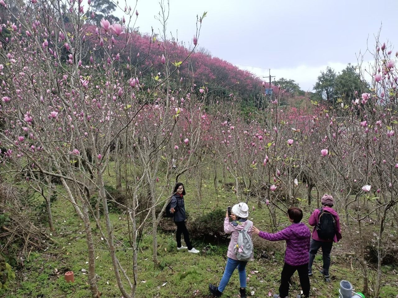 ▲滬尾休閒農業區仙境傳說 探索新北木蓮花祕密花園。（圖／新北市農業局提供）