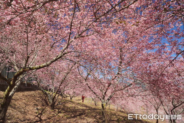 ▲福壽山農場,千櫻園。（圖／福壽山農場提供）