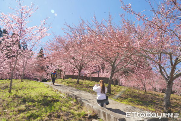 ▲福壽山農場,千櫻園。（圖／福壽山農場提供）