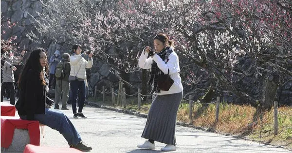 原PO表示，台灣人一直吹日本旅遊勝國旅。圖為福岡梅花開。（圖／達志／美聯社，下同）