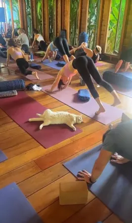 貓咪瑜珈課。（圖／翻攝自小紅書@STAY Wellbeing）