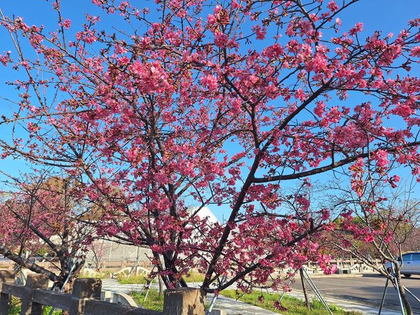 ▲▼有最美派出所之稱的泰安派出所，四周多瓣八重櫻已經嬌艷綻放。（圖／警方提供，下同）