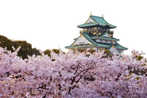 ▲▼大阪城櫻花。（圖／可樂旅遊提供）