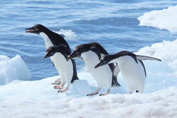 ▲▼南極旅遊，南極企鵝。（圖／東南旅遊提供）