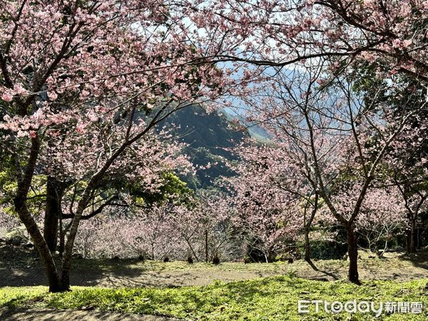 ▲桃園復興區的「悠然秘境小屋」櫻花盛開。（圖／記者彭懷玉攝）