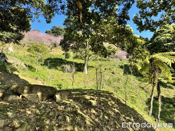 ▲桃園復興區的「悠然秘境小屋」櫻花盛開。（圖／記者彭懷玉攝）