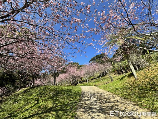 ▲桃園復興區的「悠然秘境小屋」櫻花盛開。（圖／記者彭懷玉攝）