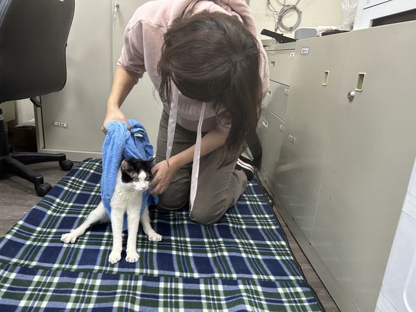 ▲板橋動物之家貓咪「莫內」。（圖／新北市動保處提供）