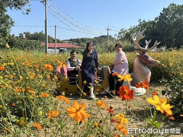 ▲台南山上花園水道博物館，除了黃波斯菊花海外，園區玫瑰園各式品種的玫瑰花已經綻放，成為另外一處焦點，而園區粉色波斯菊及百日草也正值花期，歡迎市民前來賞花。（圖／記者林東良翻攝，下同）