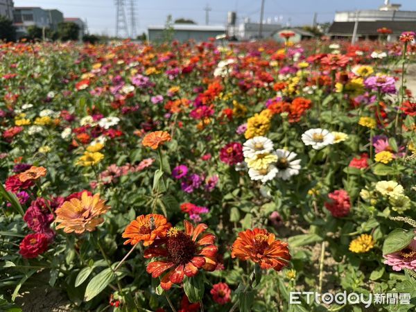 ▲台南山上花園水道博物館，除了黃波斯菊花海外，園區玫瑰園各式品種的玫瑰花已經綻放，成為另外一處焦點，而園區粉色波斯菊及百日草也正值花期，歡迎市民前來賞花。（圖／記者林東良翻攝，下同）