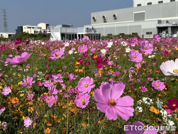 ▲台南山上花園水道博物館，除了黃波斯菊花海外，園區玫瑰園各式品種的玫瑰花已經綻放，成為另外一處焦點，而園區粉色波斯菊及百日草也正值花期，歡迎市民前來賞花。（圖／記者林東良翻攝，下同）