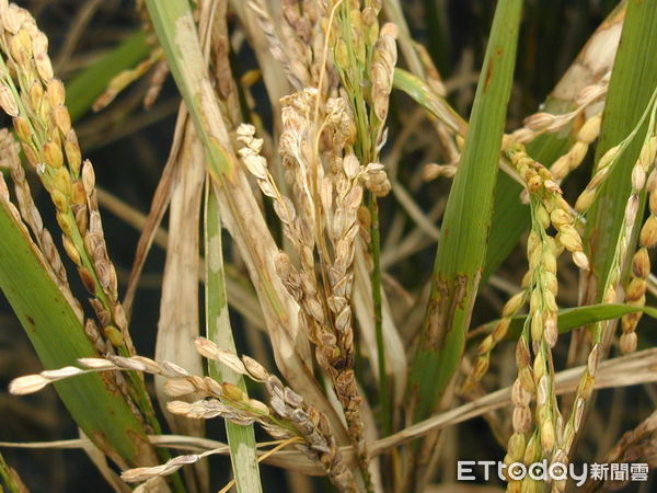▲花蓮縣農業處統計，富里鄉稻米耕作面積為2,320公頃，是縣內水稻種植面積前3大鄉鎮。（圖／富里鄉公所提供，下同）