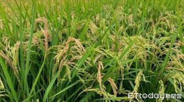 ▲花蓮縣農業處統計，富里鄉稻米耕作面積為2,320公頃，是縣內水稻種植面積前3大鄉鎮。（圖／富里鄉公所提供，下同）