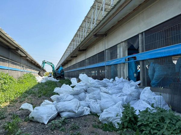 ▲雲林1土雞場異常死亡...驗出確診H5N1禽流感　撲殺逾2.4萬隻消毒（圖／雲林動植物防疫所提供）