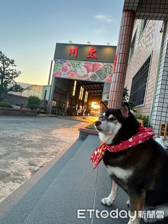 ▲▼回娘家沒帶牠！「海豹柴」哀怨目送　厚實背影成亮點：阿嬤養的（圖／布丁媽媽授權提供）