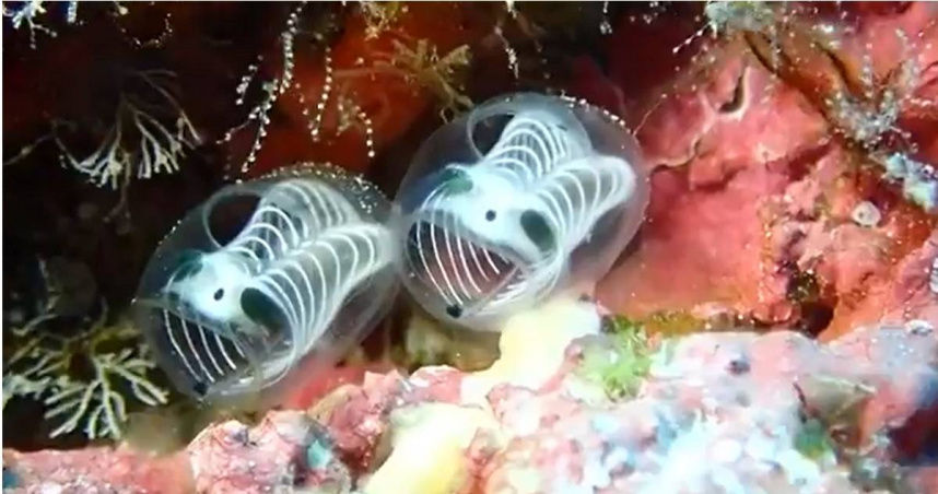 軟萌神秘海洋生物「骷髏身熊貓臉」現身沖繩海域　學者認證新品種海鞘