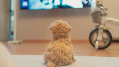 美大學研究「狗喜歡看電視上的狗」！看到別狗會最開心　還愛足球跟汽車節目