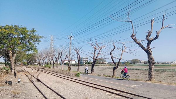 ▲彰化糖鐵國家綠道，30棵行道樹遭毒殺。（圖／民眾提供）