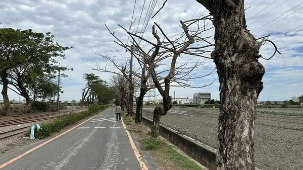 ▲彰化糖鐵國家綠道，30棵行道樹遭毒殺。（圖／民眾提供）