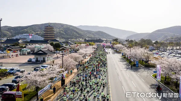 ▲韓國慶州櫻花馬拉松將於4月6日舉辦，共有5K、10K以及21K三種項目供旅人選擇。（圖／可樂旅遊提供）