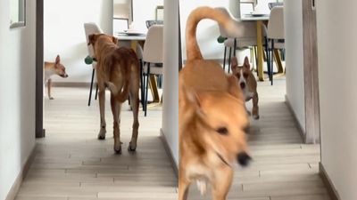 2隻愛犬自己玩「瞬間追逐戰」超入迷　啟動瞬間網嚇：我好害怕