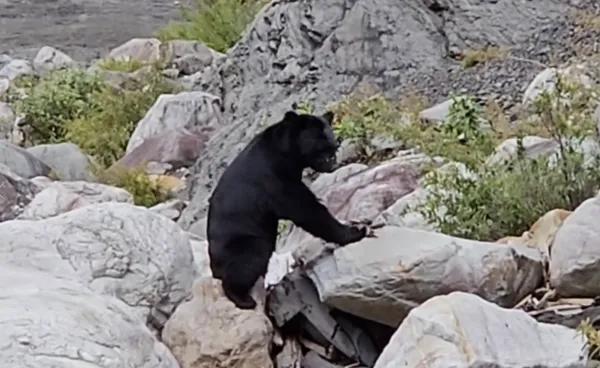 ▲▼楠梓仙溪流域拍攝到黑熊正在覓食的畫面             。（圖／農業部林業及自然保育署嘉義分署）