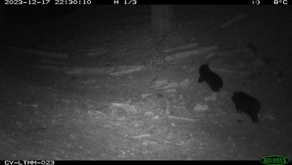 ▲▼黑熊監測計畫記錄到2隻小熊現蹤。（圖／農業部林業自然保育署）