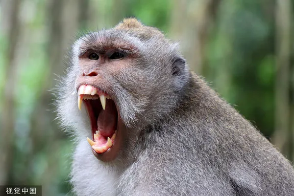 ▲▼猴子、長尾獼猴（Macaca fascicularis，又稱馬來猴），峇里島烏布聖猴森林保護區。（圖／CFP）