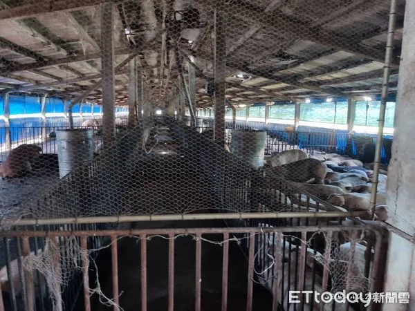 ▲▼養豬場埋暗管偷排廢水汙染水質，高市府出手了！最高開罰2千萬。（圖／記者賴文萱翻攝）