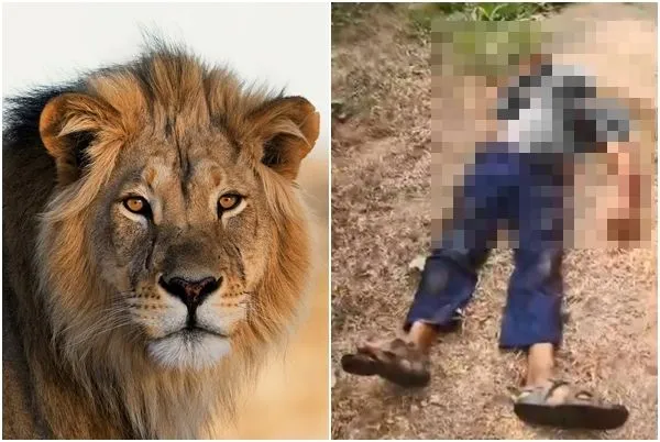 ▲▼奈及利亞動物園飼養員餵食獅子後忘記鎖門，被公獅咬死。（圖／翻攝自社群平台X）