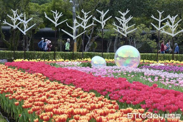 ▲「2024士林官邸鬱金香季」將於明（22日）起開展，不過近日連續高溫逼得花提前綻放，目前已盛開8成,士林官邸鬱金香。（圖／記者彭懷玉攝）