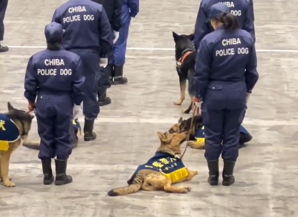 千葉警犬檢閱儀式。（圖／翻攝自X@yuruhuwa_kdenpa）