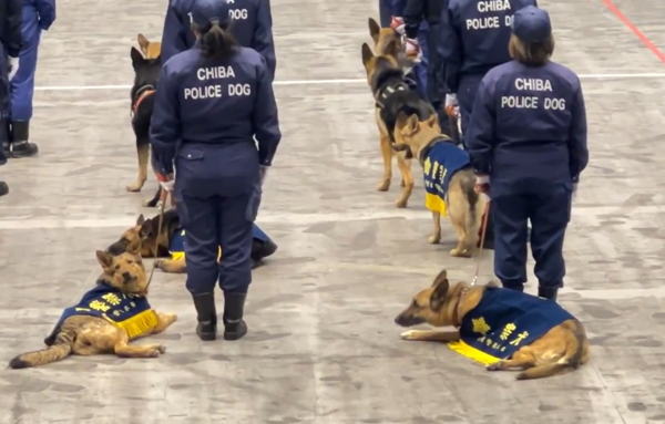 千葉警犬檢閱儀式。（圖／翻攝自X@yuruhuwa_kdenpa）