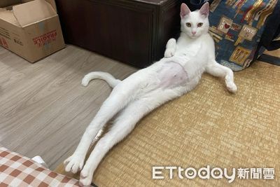轉頭見愛貓秀「白嫩大長腿」性感側躺　鳥仔腳驚艷千人：沒修圖？