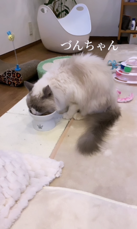 日本地震貓咪走失29天回家了。（圖／翻攝自IG@tsukaneko222）