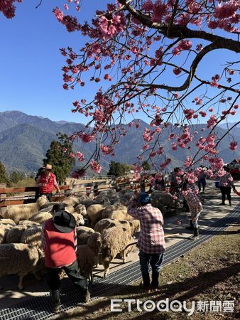 ▲清境農場以遊行活動為23日的奔羊節做暖身。（圖／記者高堂堯攝）