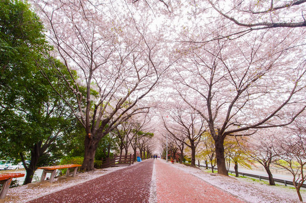 ▲▼韓國釜山三樂生態公園櫻花。（圖／燦星旅遊提供）