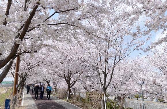 ▲▼韓國釜山大渚生態公園。（圖／燦星旅遊提供）