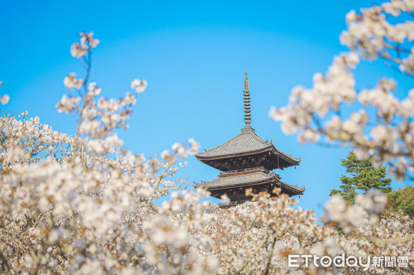 ▲▼京都仁和寺御室櫻，京都賞櫻旅遊，日本賞櫻旅遊，日本櫻花，京都櫻花。（圖／記者蔡玟君攝）