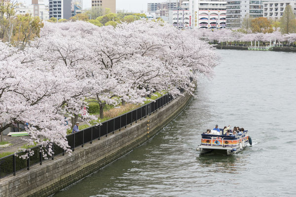 ▲▼大阪城櫻花。（圖／大阪觀光局提供）