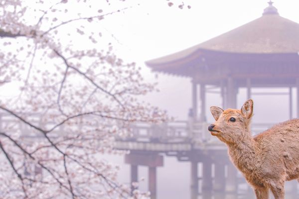 ▲▼奈良公園櫻花。（圖／Photo AC）