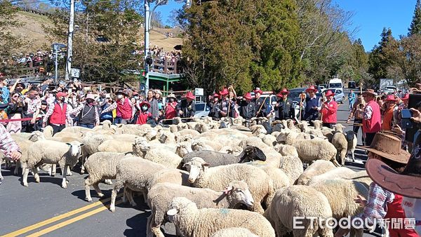 ▲清境奔羊節活動吸引3000名遊客到場參加。（圖／清境農場提供）