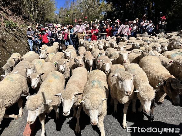 ▲清境奔羊節活動今登場，113頭山道綿羊吸引3000名遊客到場參加。（圖／清境農場提供，下同）