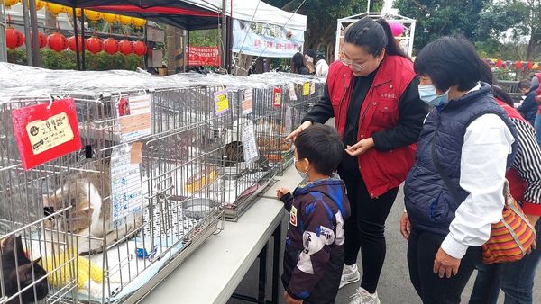 ▲元宵節認養犬貓「加贈寵物平安燈」　宮廟擠滿人潮抱狗狗走平安橋。（圖／新北市動保處提供）