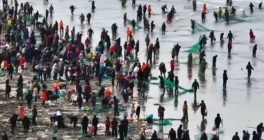 ▲▼煙台「陰莖魚」大量出沒！數百人「趕海狂撿」已傳多起溺水。（圖／翻攝微博）